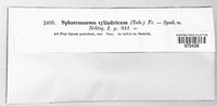 Sphaeronaema cylindricum image
